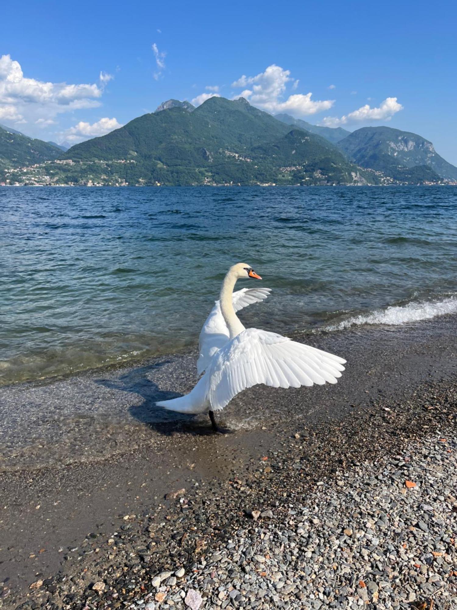 Luxury Apartment Lake Como Acquaseria Eksteriør billede